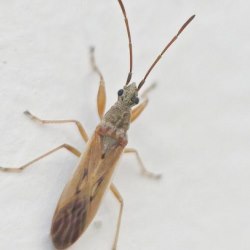 Paromius gracilis